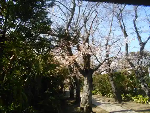 極楽寺（霊鷲山感應院極楽律寺）の自然