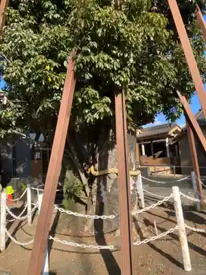 村國真墨田神社(岐阜県)