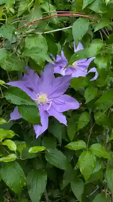 行願寺（革堂）(京都府)