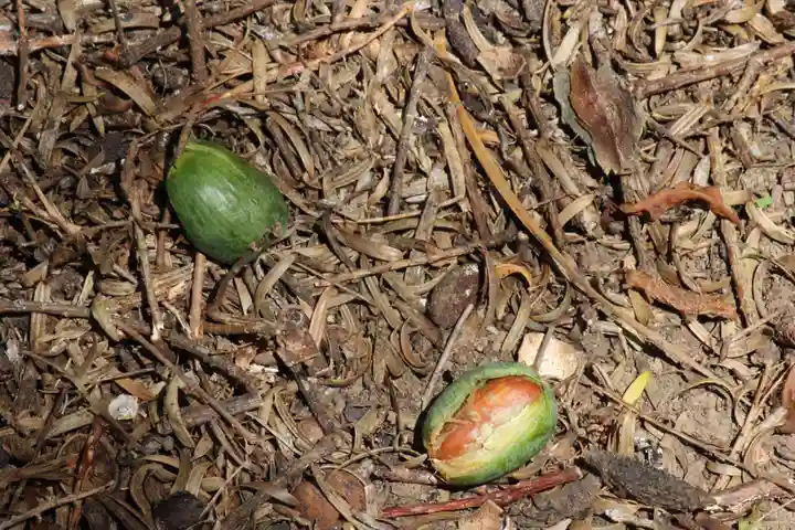 国宝 大法寺の自然