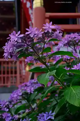 高幡不動尊　金剛寺(東京都)