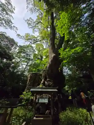 來宮神社(静岡県)
