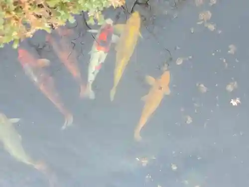 おふさ観音（観音寺）(奈良県)