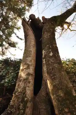 法輪寺(奈良県)