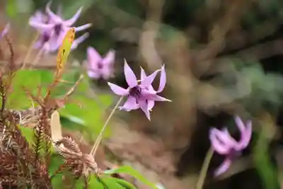 若草木神社の自然