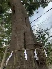 所澤神明社の自然