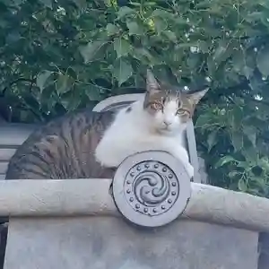 刺田比古神社(和歌山県)(2025年11月22日(土) 05時53分27秒投稿)