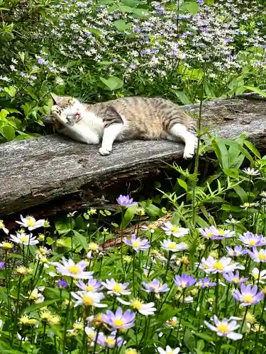 修那羅山安宮神社(長野県)