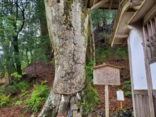 丹生川上神社（下社）の自然