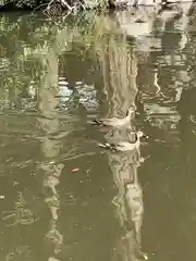 武蔵一宮氷川神社の動物