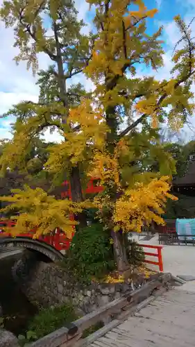 賀茂御祖神社（下鴨神社）の自然
