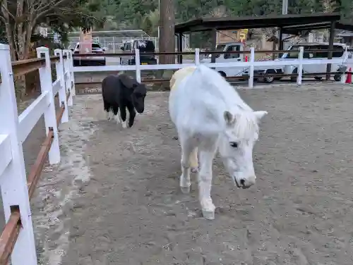 丹生川上神社（下社）の{uncategorized: "未分類", other: "その他", undefined: "問題あり", building: "その他建物", grave: "お墓", sacred_gate: "鳥居", guardian: "狛犬", statue: "像", buddha: "仏像", history: "歴史", nature: "自然", garden: "庭園", animal: "動物", pagoda: "塔", temizu: "手水舎", mountain_gate: "山門・神門", sanctuary: "本殿・本堂", subordinate: "末社・摂社", art: "芸術", scenery: "景色", jizo: "地蔵", ema: "絵馬", goshuin: "御朱印", omikuji: "おみくじ", items: "授与品その他", amulet: "お守り", goshuincho: "御朱印帳", eats: "食事", festival: "お祭り", votive_dance: "神楽", shichigosan: "七五三参", wedding: "結婚式", experience: "体験その他", initially: "初詣", around: "周辺", anti_infection: "感染症対策"}