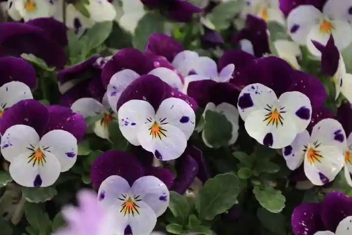 大鏑神社の自然
