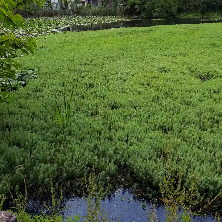 青龍神社の自然