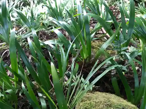 山王神社の自然