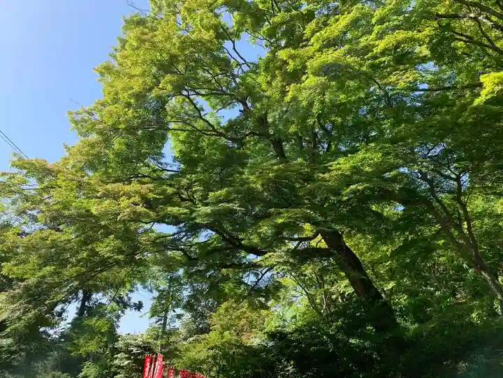 普門寺(切り絵御朱印発祥の寺)の自然