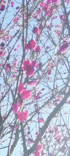 武州柿生琴平神社の自然