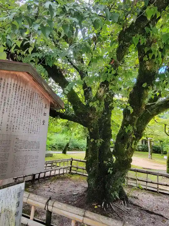 真正極楽寺(真如堂)の自然