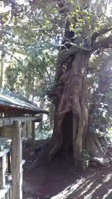 春日香取神社の自然
