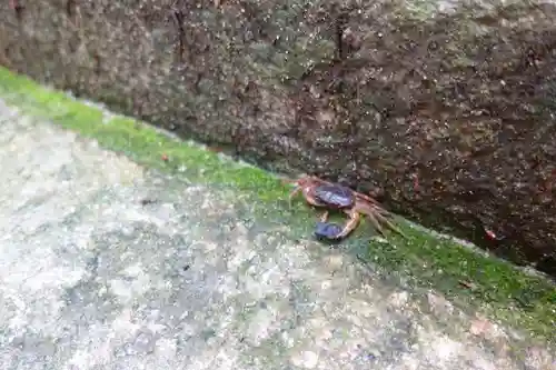 大神神社の動物