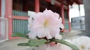 津観音の自然(2022年04月20日(水) 06時32分28秒投稿)