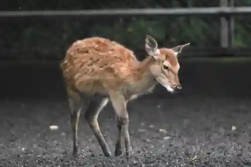 鹿島神宮の動物