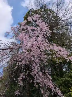 阿佐ヶ谷神明宮(東京都)
