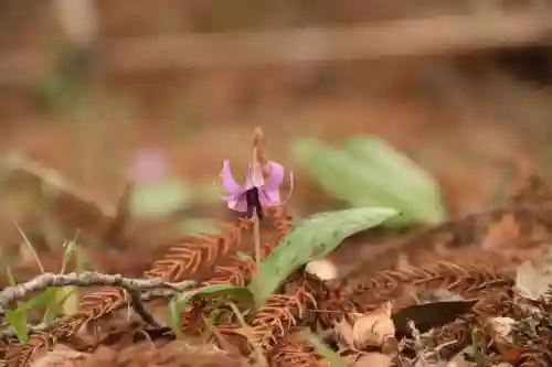 白幡神社の自然