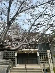 妙泉寺(岐阜県)(2025年03月28日(金) 20時23分26秒投稿)