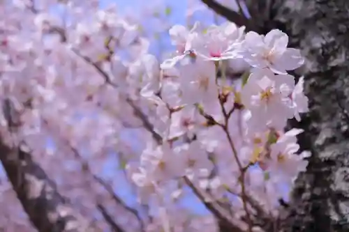 廣島護國神社の自然