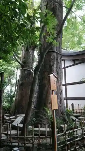 川越氷川神社の自然