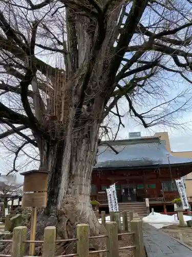 飛騨国分寺(岐阜県)