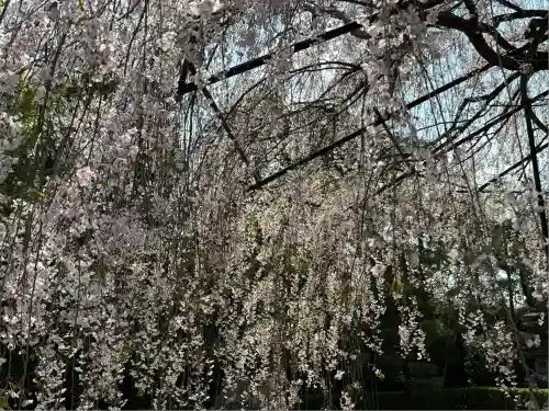 退蔵院(京都府)