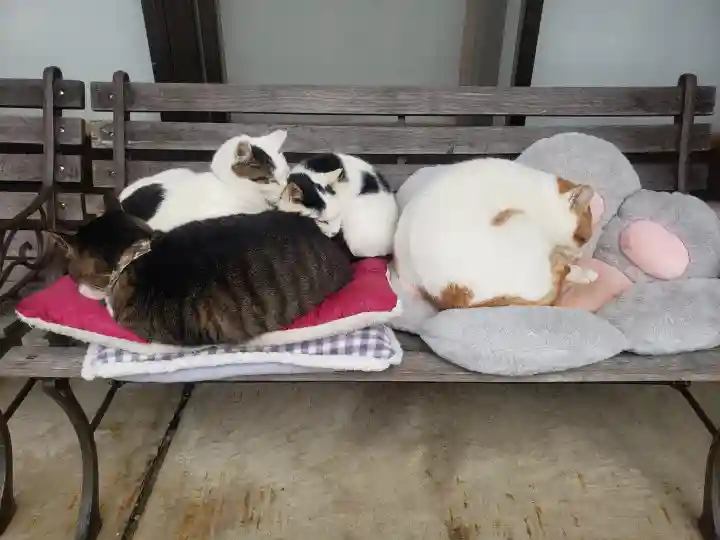 御誕生寺(猫寺)の動物