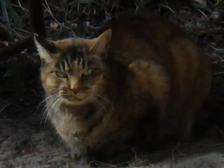 松原神社の動物