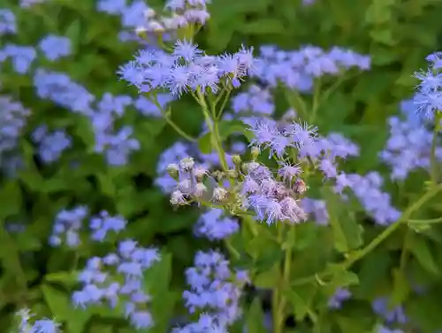 粟嶋堂宗徳寺の自然