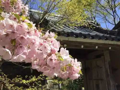 三千院門跡の自然