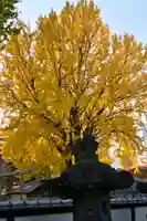 上野東照宮の自然