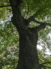 星神社の自然