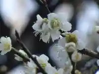 太宰府天満宮の自然