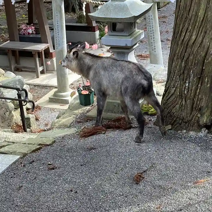 高司神社〜むすびの神の鎮まる社〜(福島県)