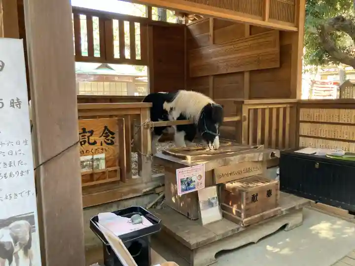 平塚八幡宮の{uncategorized: "未分類", other: "その他", undefined: "問題あり", building: "その他建物", grave: "お墓", sacred_gate: "鳥居", guardian: "狛犬", statue: "像", buddha: "仏像", history: "歴史", nature: "自然", garden: "庭園", animal: "動物", pagoda: "塔", temizu: "手水舎", mountain_gate: "山門・神門", sanctuary: "本殿・本堂", subordinate: "末社・摂社", art: "芸術", scenery: "景色", jizo: "地蔵", ema: "絵馬", goshuin: "御朱印", omikuji: "おみくじ", items: "授与品その他", amulet: "お守り", goshuincho: "御朱印帳", eats: "食事", festival: "お祭り", votive_dance: "神楽", shichigosan: "七五三参", wedding: "結婚式", experience: "体験その他", initially: "初詣", around: "周辺", anti_infection: "感染症対策"}