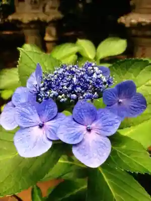 妙法寺(東京都)