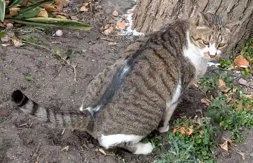 阿邪訶根神社(福島県)