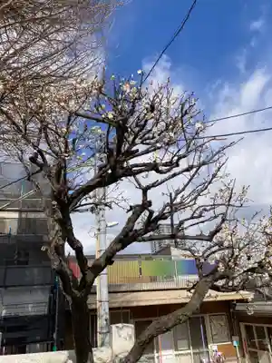 杉田八幡神社(杉田八幡宮)の自然