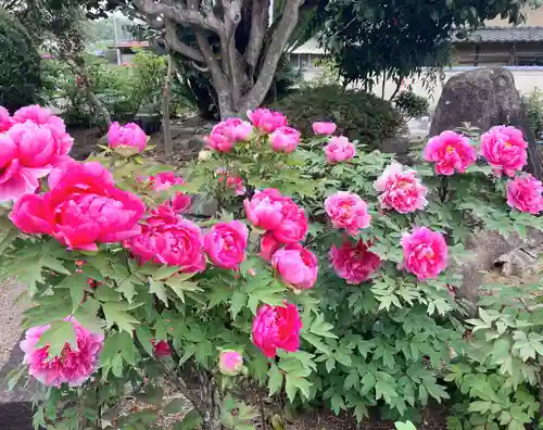 真言宗　善通寺派　薬王寺の自然