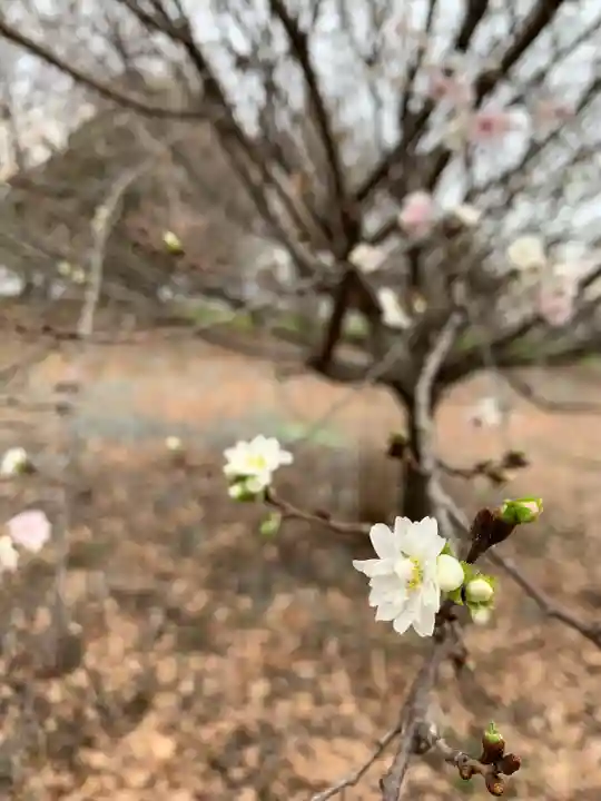 赤城神社の自然
