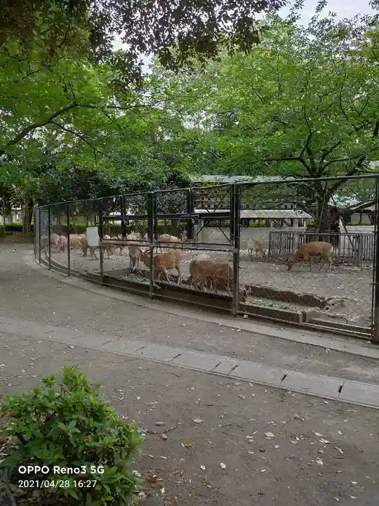 三嶋大社の動物