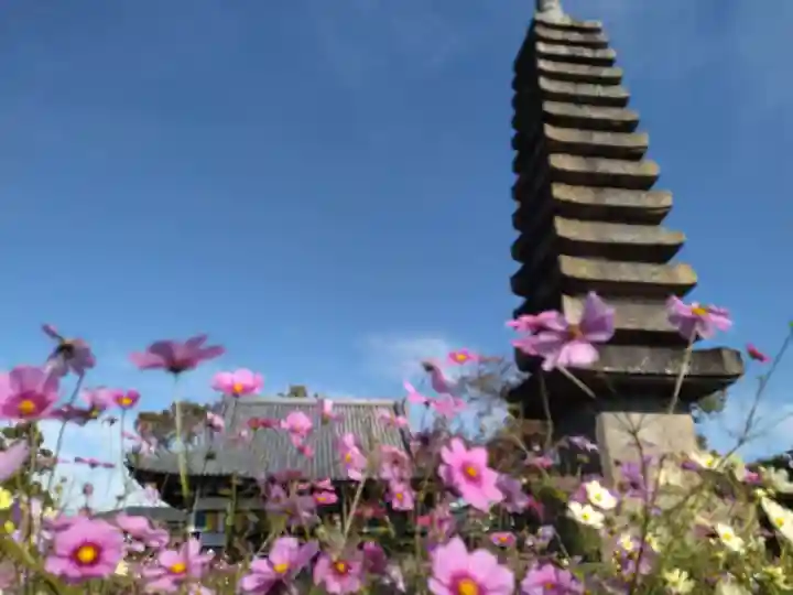 般若寺 ❁コスモス寺❁(奈良県)