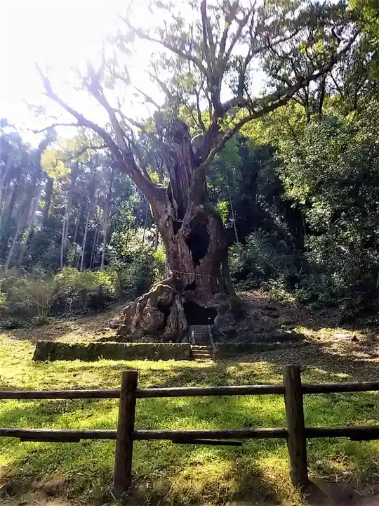 武雄神社の自然